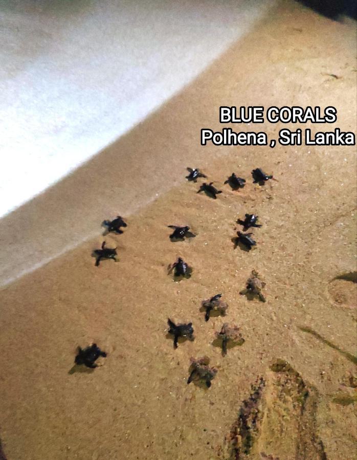 Blue Corals Beach Bungalow Matara Exterior foto